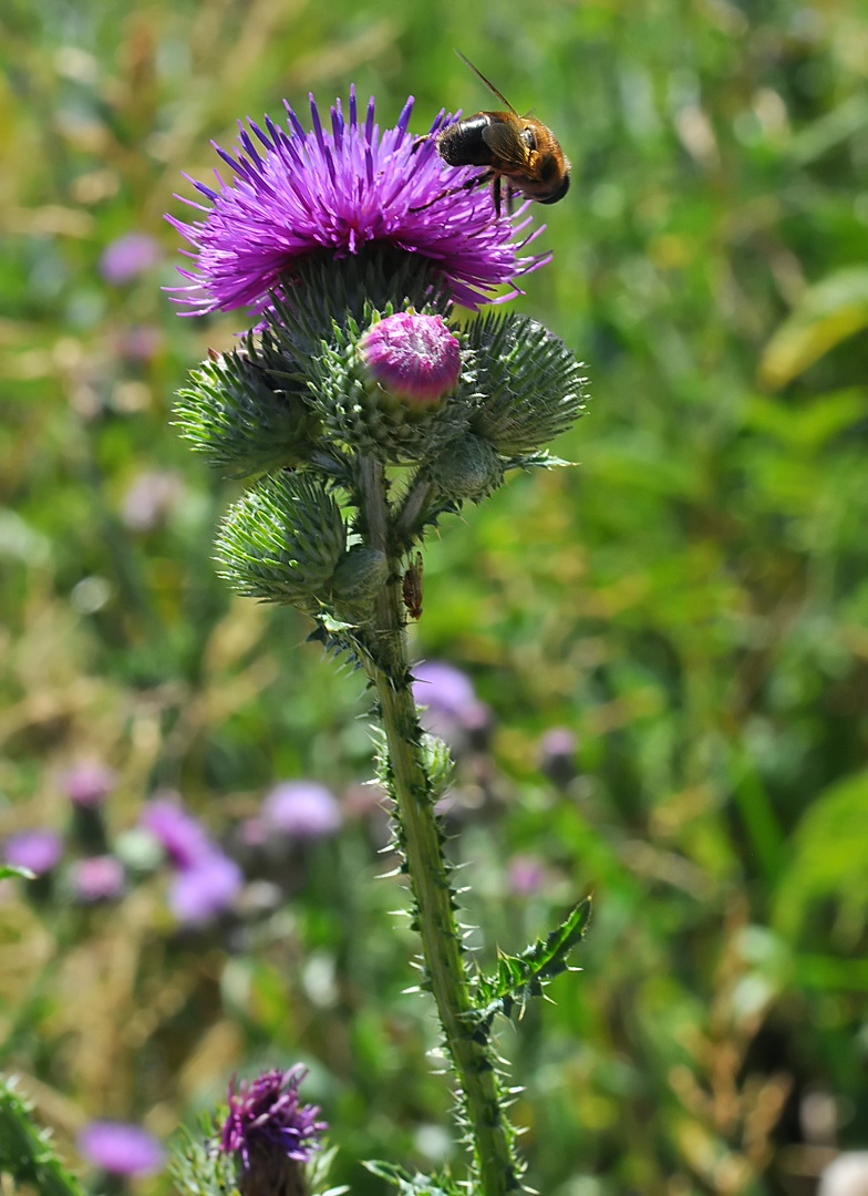 Carduus crispus