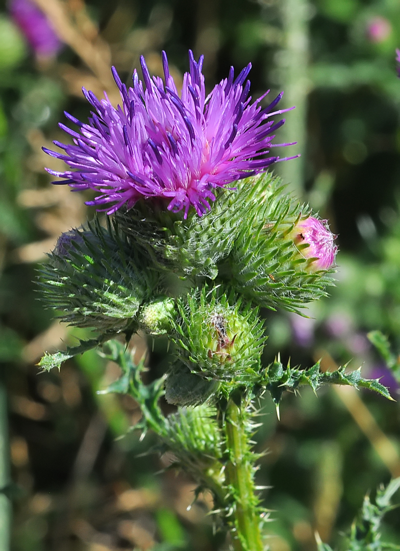 Carduus crispus