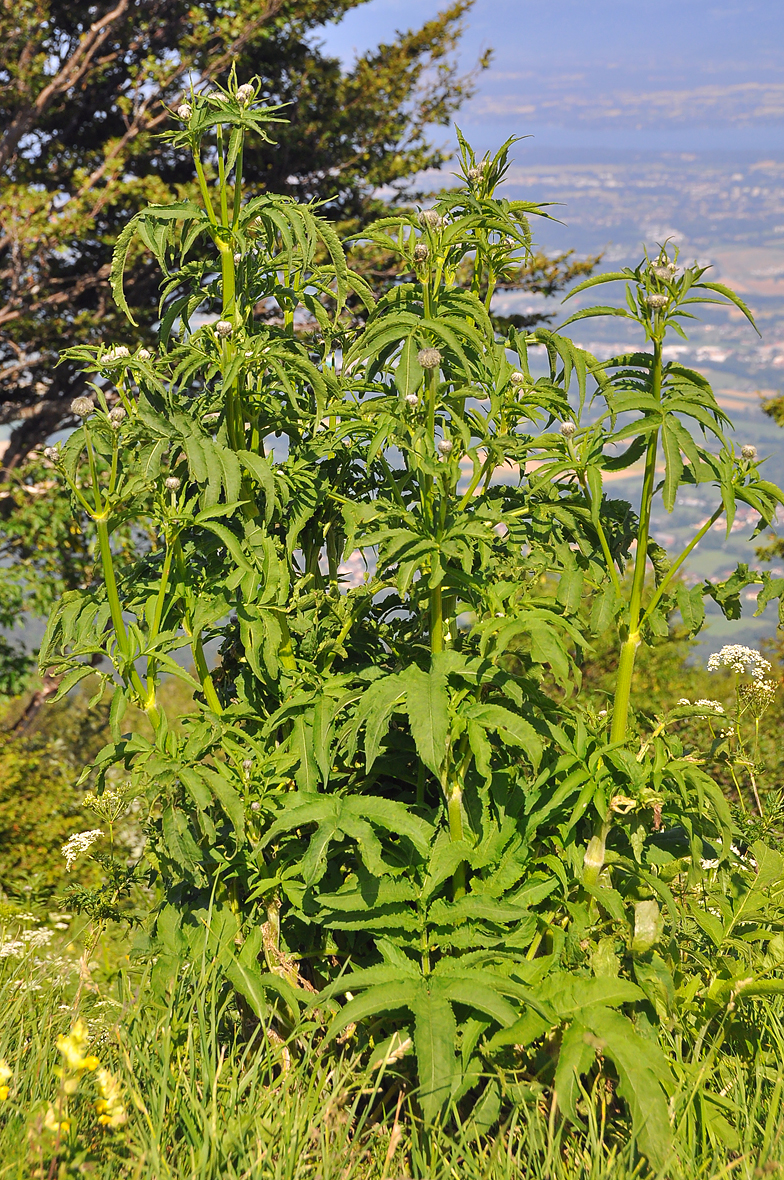 Cephalaria alpina