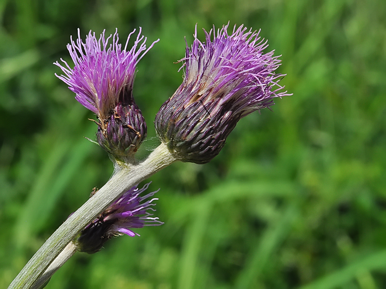 Cirsium rivulare