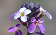Erisymum scoparium