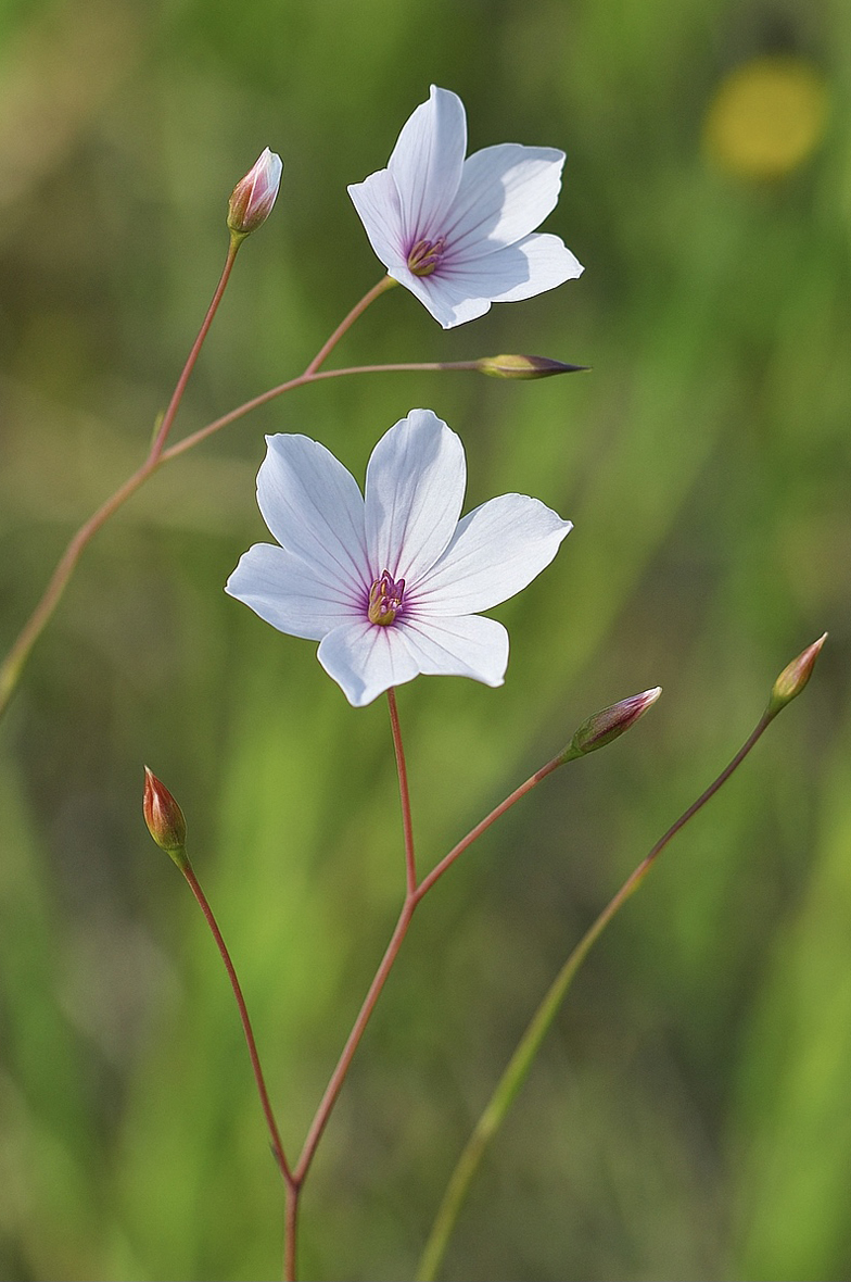Linum tenuifolium