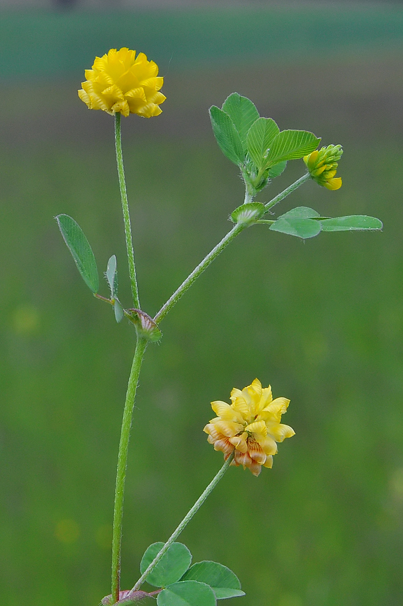 Trifolium campestre Confort
