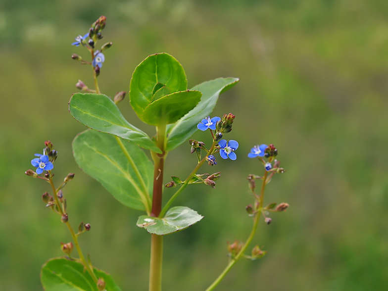 Veronica beccabunga