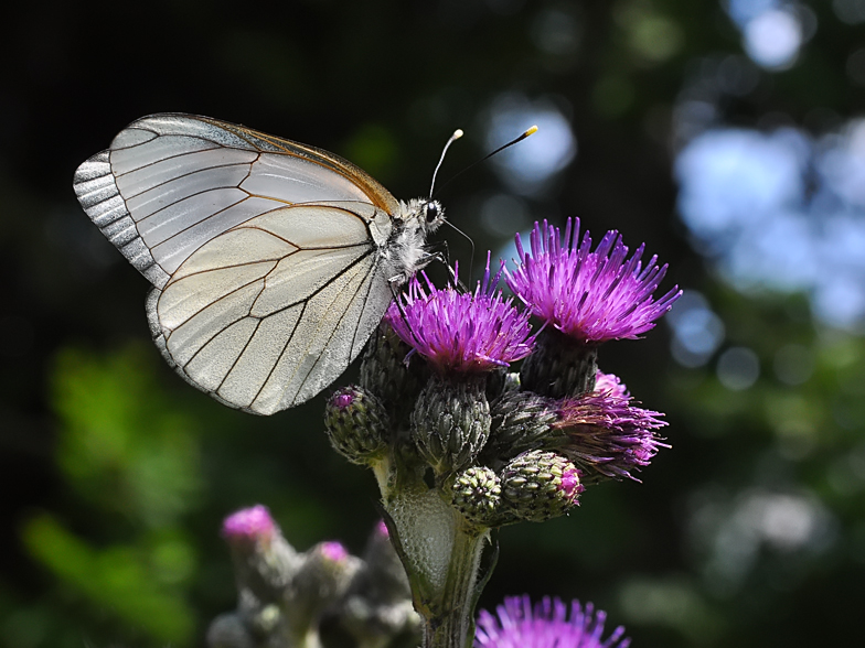 Aporia crataegi