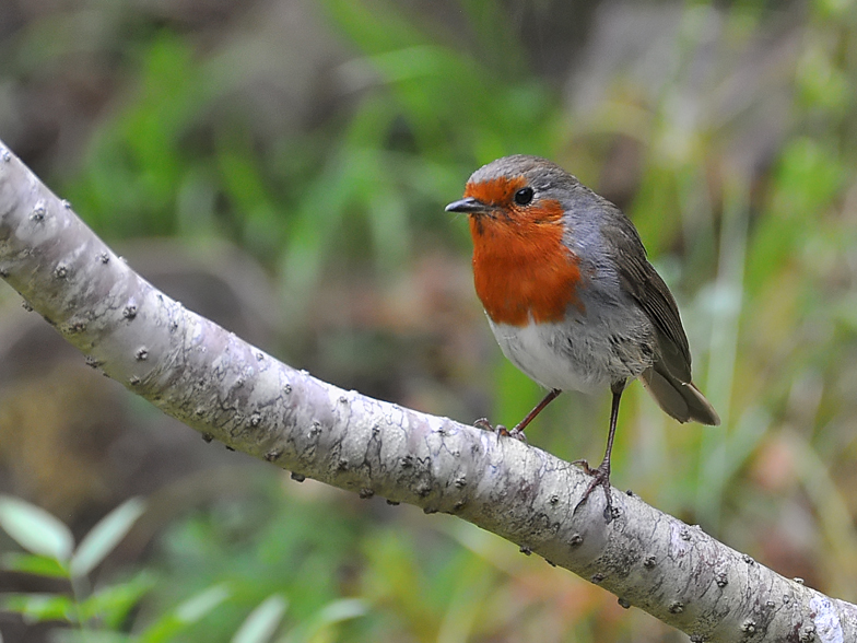 Erithacus rubecula marionae