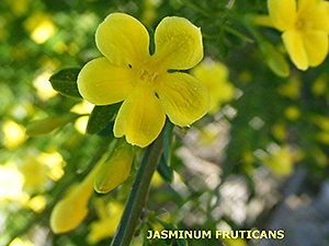 Jasminus fruticans