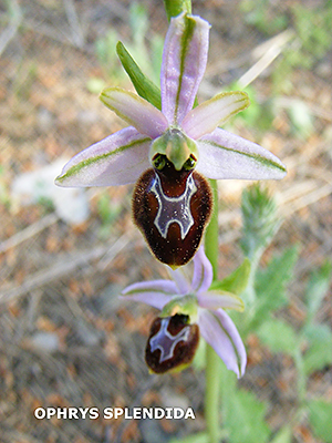 Ophrys spendida