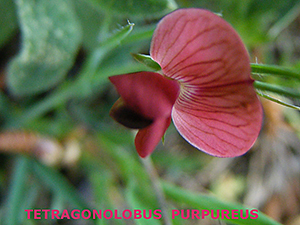 Tetragonolobus purpureus