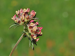Anthyllis ssp. praepopera