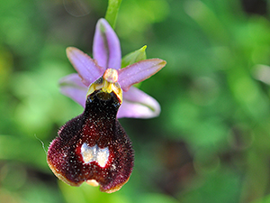 Ophrys cf. aurelia