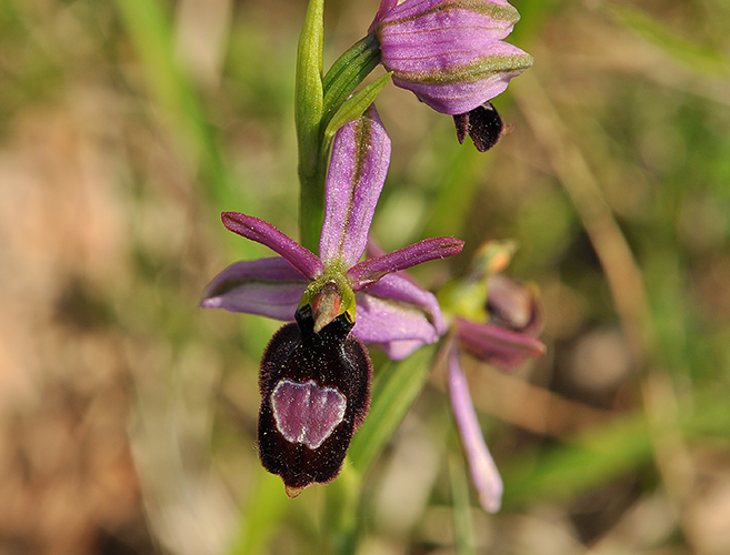 Ophrys drumana