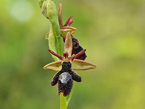 Ophrys royanensis