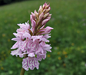 Orchis maculata
