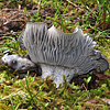 Marzuolus