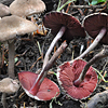 Melanophyllum