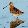 Oiseau eau