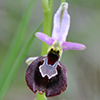 Ophrys aurelia