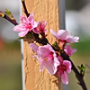 Prunus persica