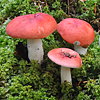 Russule