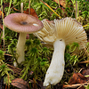 Russula