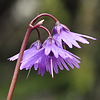 Soldanella