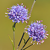 Succisa pratensis