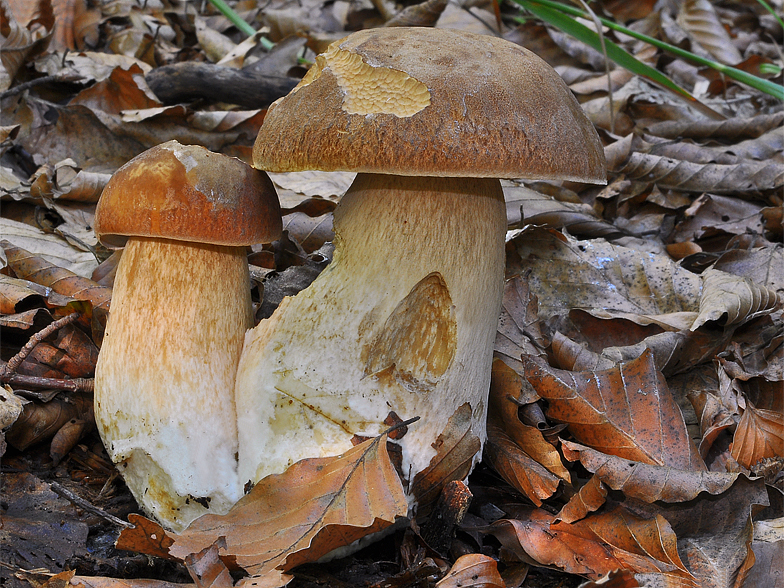 Boletus aestivalis