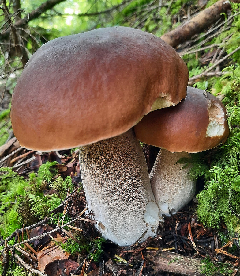Boletus edulis