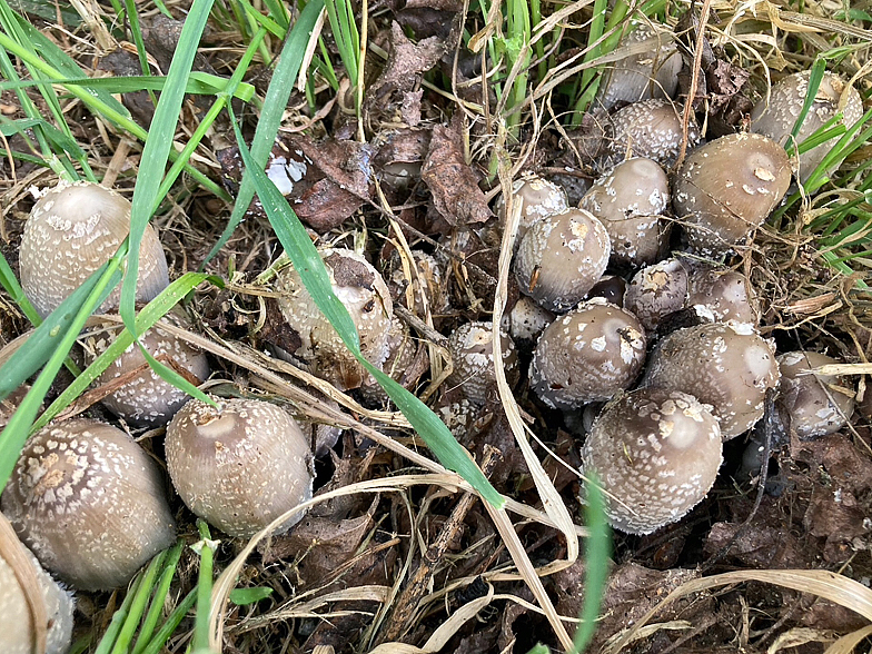 Coprinus strossmayeri