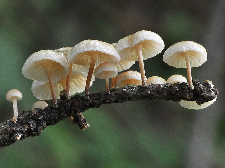 Marasmiellus ramealis