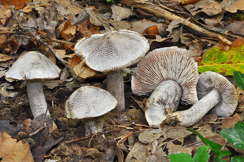 Tricholoma bresadolanum