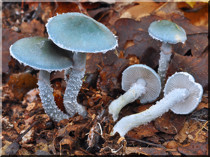 Stropharia aerugineosa