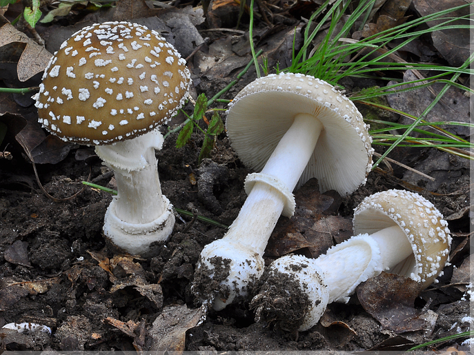 Amanita pantherina