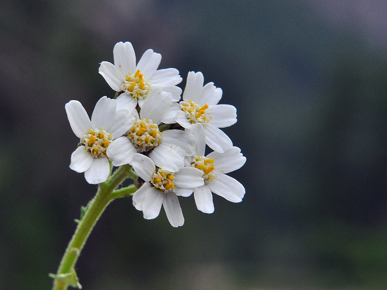 Achillea_erba_rotta 2026 2