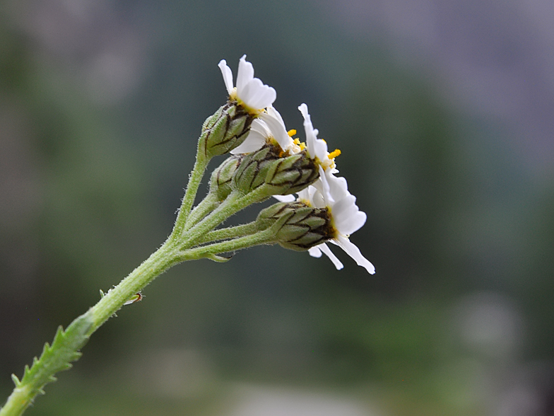 Achillea_erba_rotta 2026 3