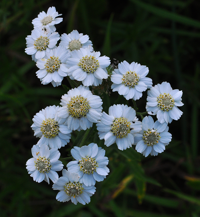 Achillea ptarmica