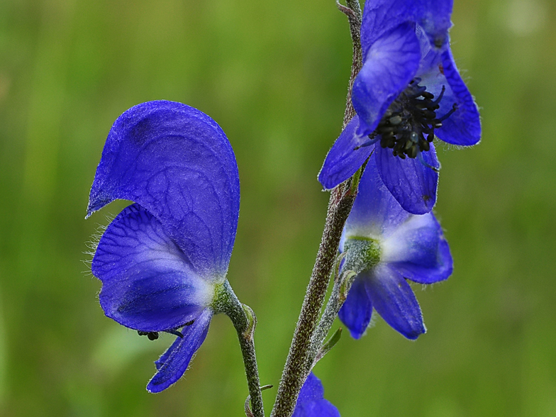 Aconitum napellus