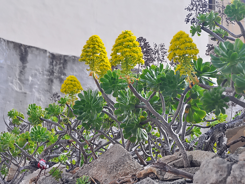 Aeonium arboreum