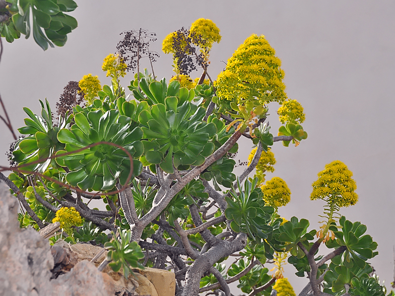 Aeonium arboreum