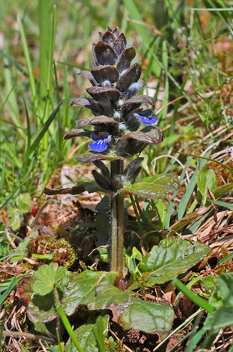 Ajuga reptans Saleve 2026