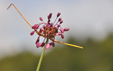 Allium carinatum