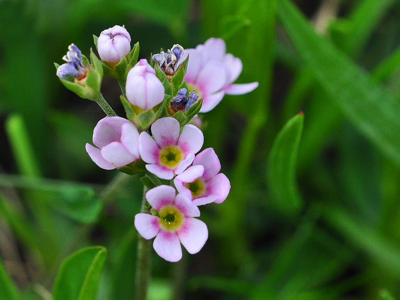 Androsace adfinis ssp. puberula