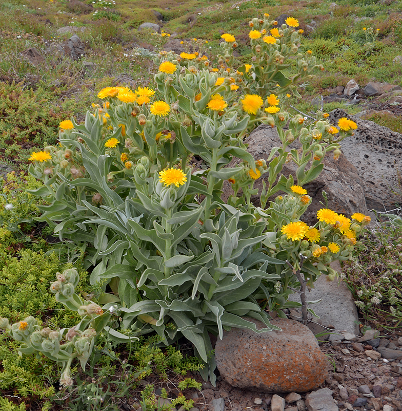 Andryala glandulosa ssp glandulosa