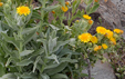 Andryala glandulosa ssp glandulosa