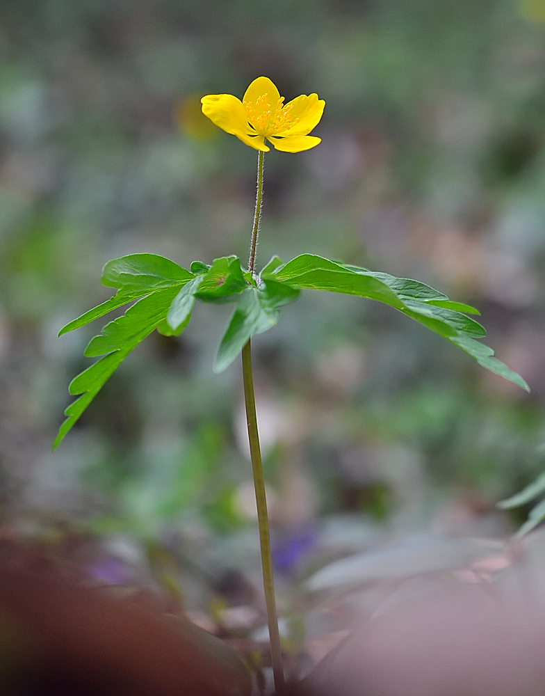 Anemone ranunculoides