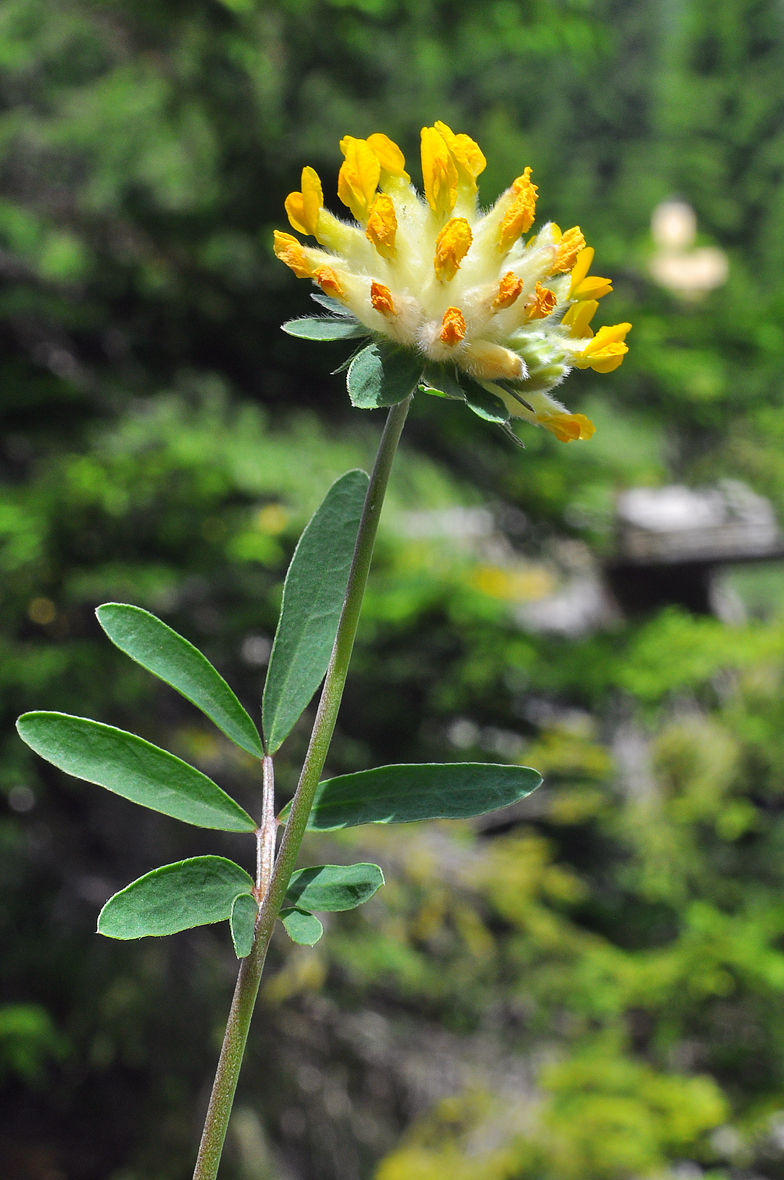 Anthyllis vulneraria