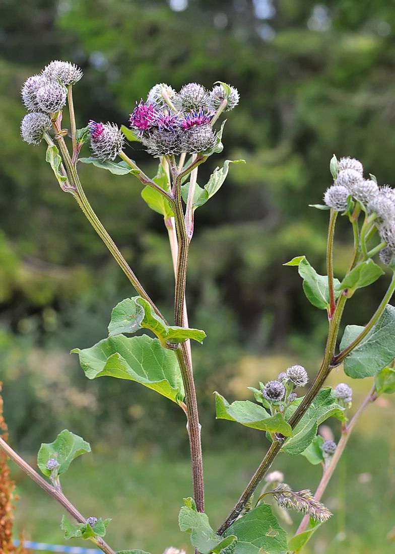 Arctium tomentosum