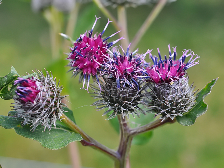 Arctium tomentosum