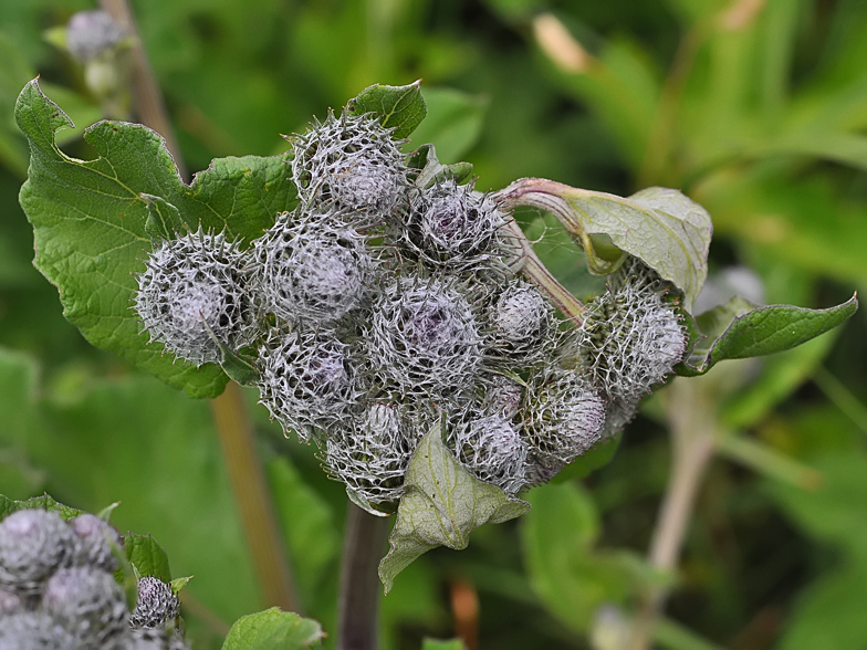 Arctium tomentosum